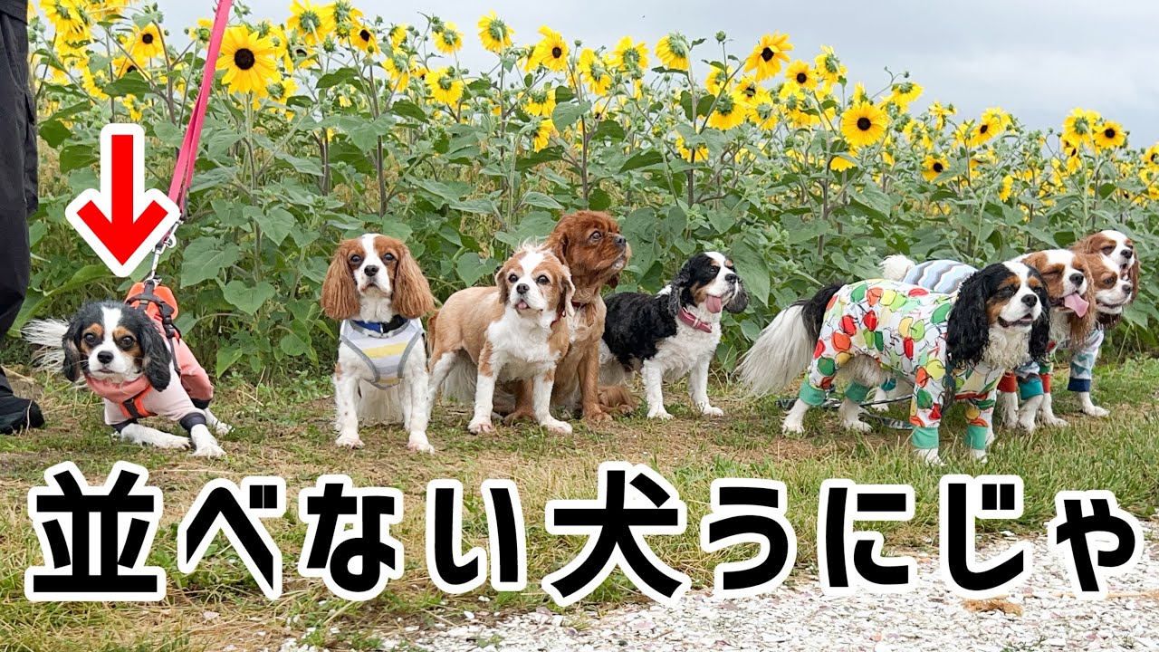 キャバリアの集まりはただただ平和(5歳キャバリア)