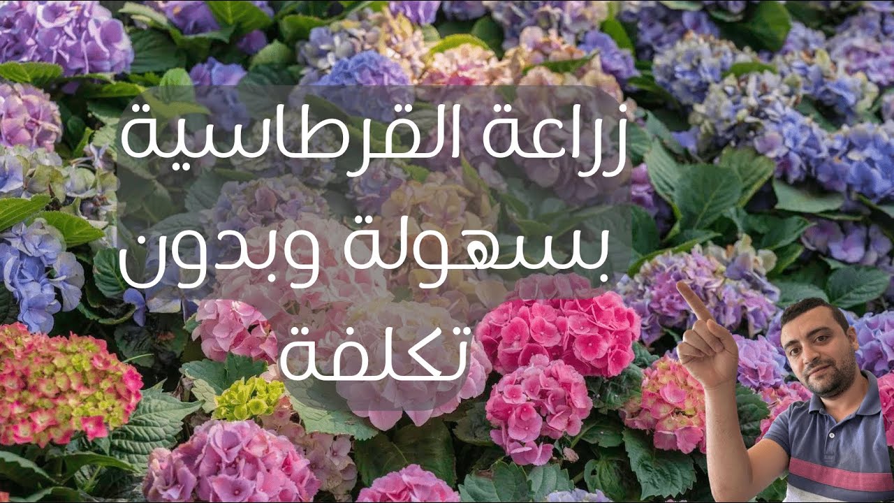 أسهل طريقة لزراعة القرطاسية (الهدرانجيا) ورعايتها: كل ما تحتاج معرفته. #القرطاسية #الهدرانجيا