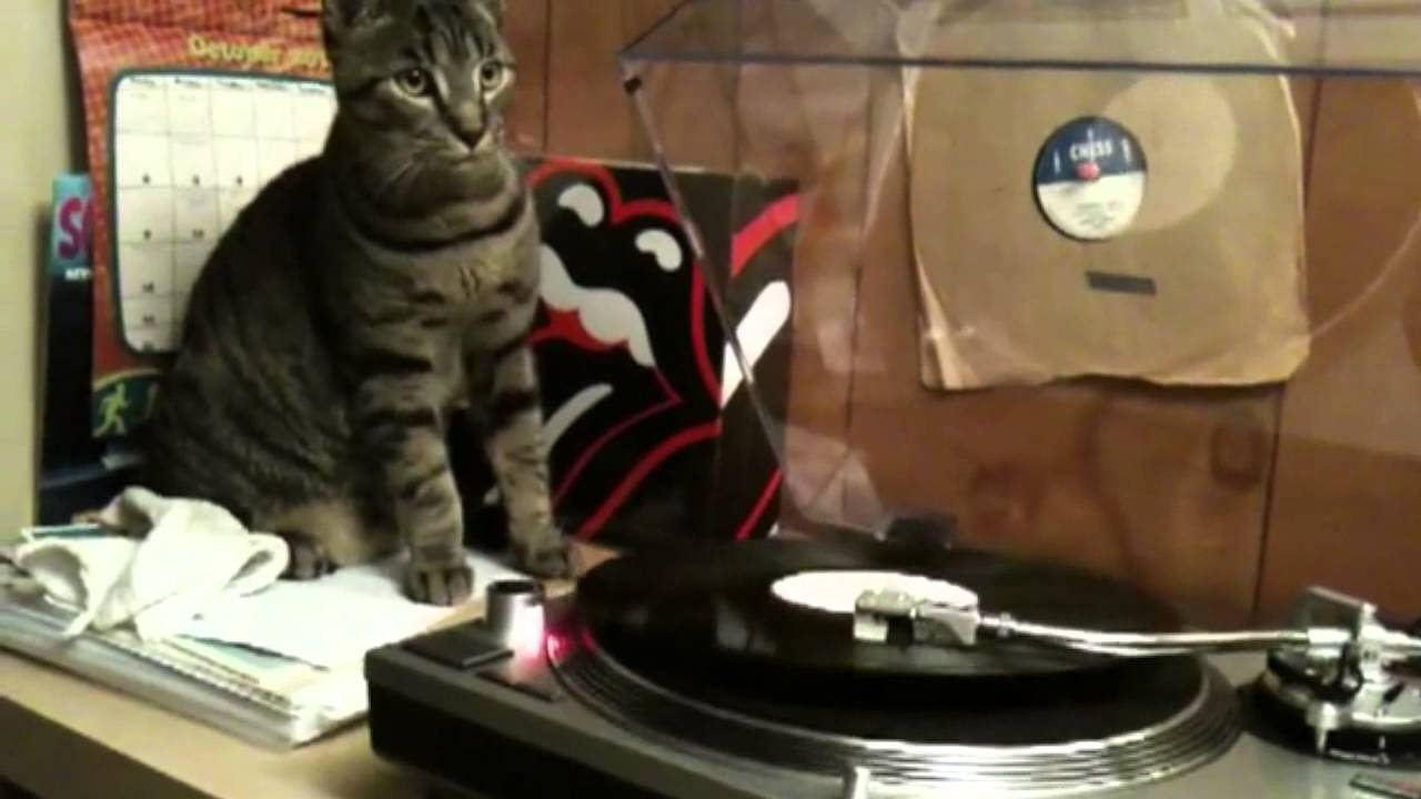 Felines On The Fader: A Supercut Of Cats And Turntables