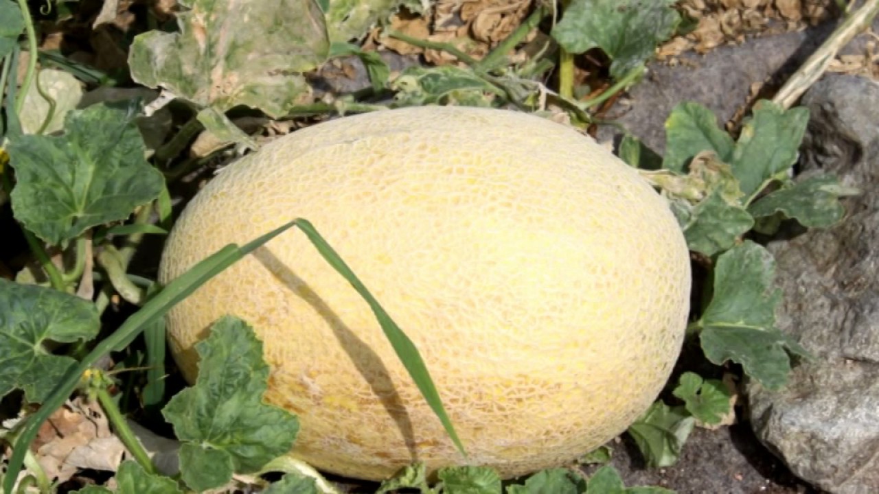 RACCOLTA  MELONI E ANGURIE STAGIONE 2017 AD AMBIVERE