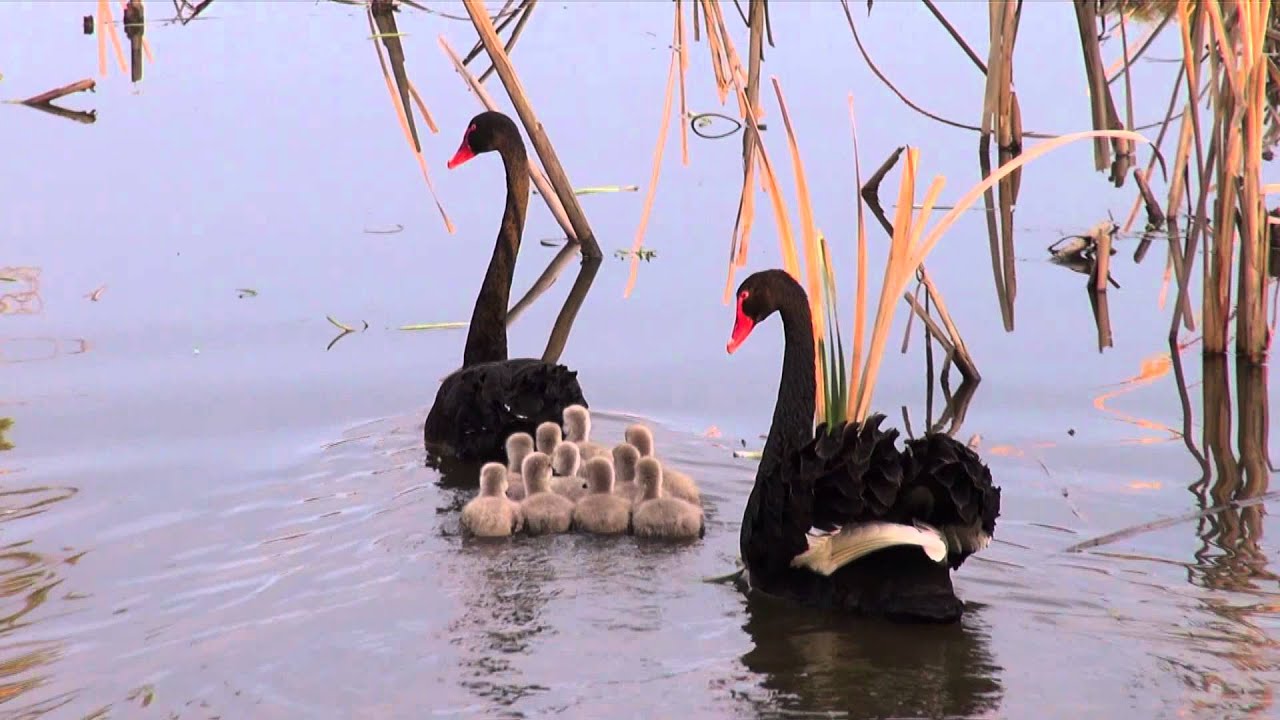 Black Swans with 10 cygnets (Cygnus atratus) | BirdSpyAus