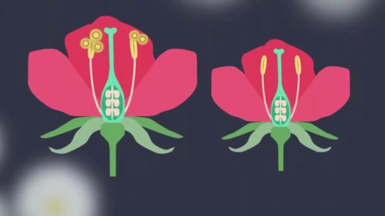 Sexual production in flowering Plants | Urdu Science Videos | پھولوں کی پودوں میں جنسی پیداوار
