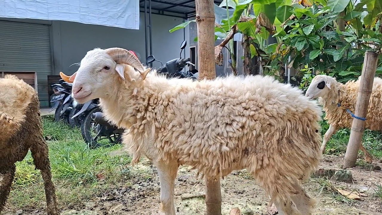 300 rb✅️KAMBING SEHARGA AYAM|waktu yang pas untuk isi kandangl|pasar kambing merakurak