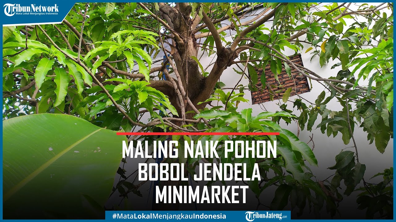 Maling di Minimarket Semarang Naik Pohon Mangga Bobol Jendela