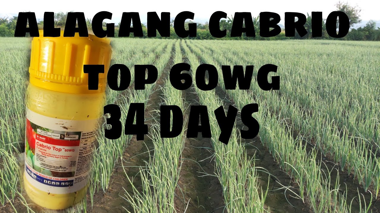 34 days, Magiispray ulit Tayo ng fungicide cabrio top 60WG  sa ating sibuyas