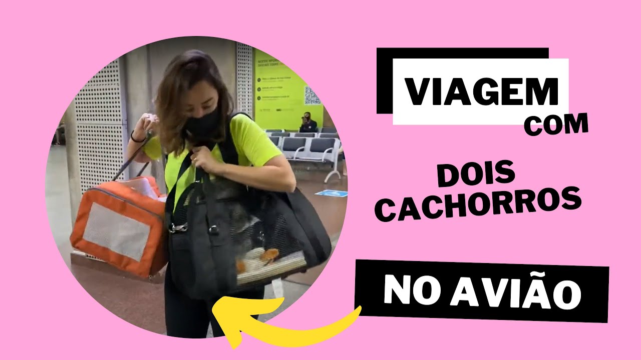Viagem de avião com dois cachorros?