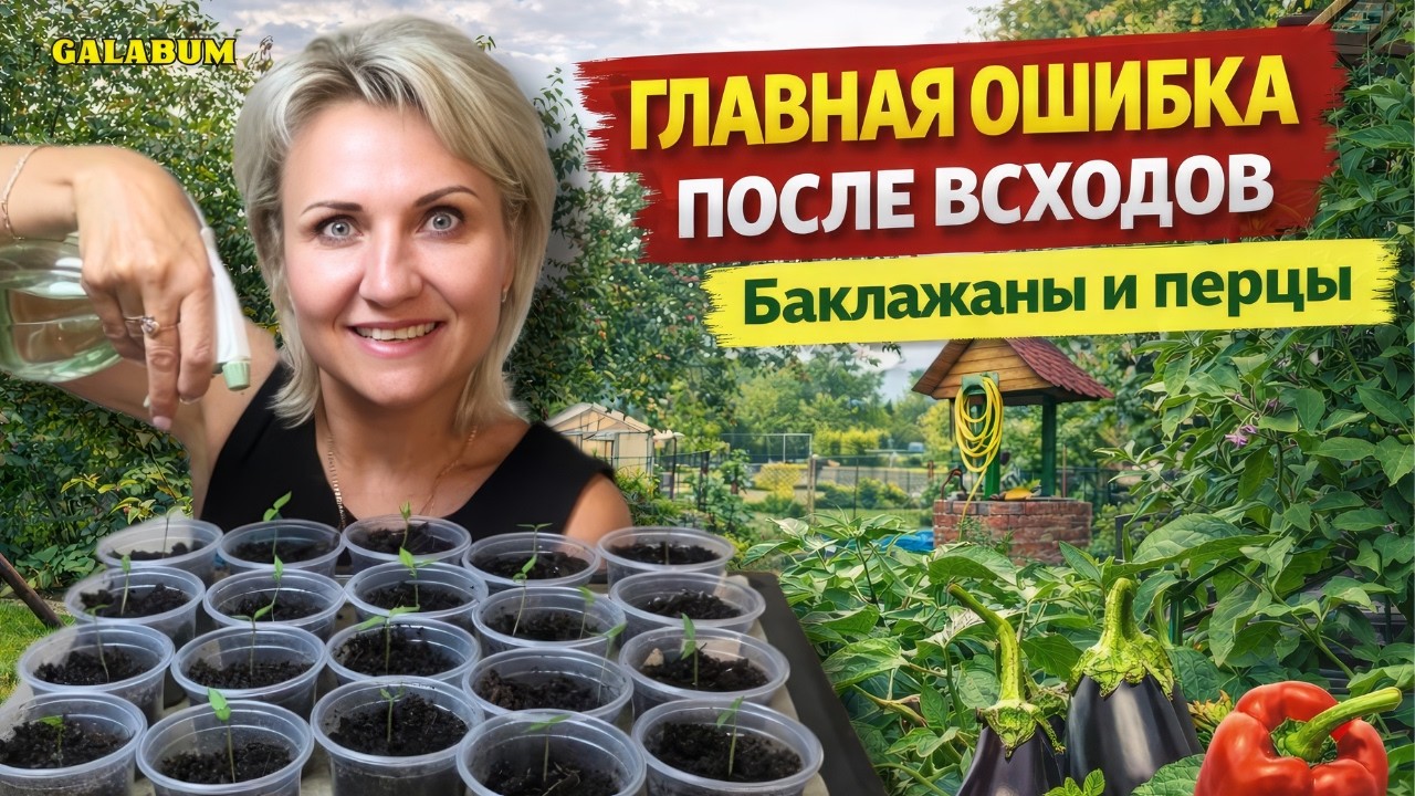 Я покажу, почему в Германии вытягивается рассада перцев и баклажанов — ошибка после всходов @galabum
