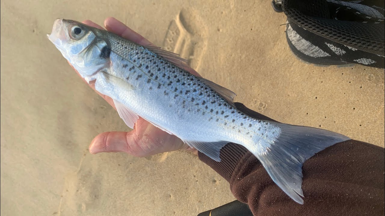 LE BAR MOUCHET&Eacute; QUI FAIS MOUCHE 🎣🌊 VLOG D&rsquo;UNE SESSION DE P&Ecirc;CHE