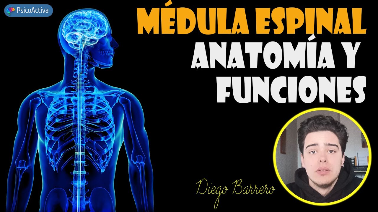 La MÉDULA ESPINAL: El Puente entre el Cerebro y el Cuerpo. Anatomía y Funciones