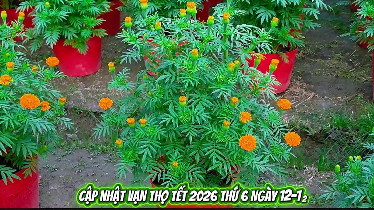 Năm sau trồng 1000 chậu 7 Cây 7 cập lá thấy được không các bạn? 