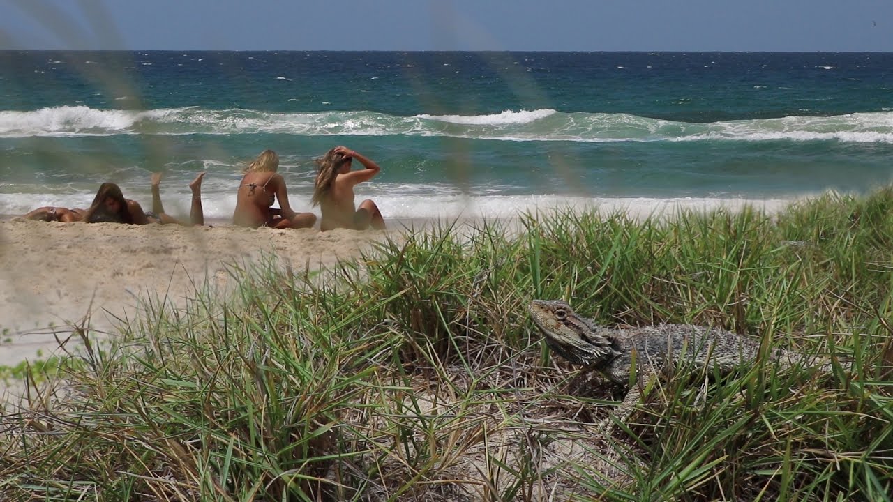 BEARDED DRAGONS ON THE BEACH! ADVENTURES IN AUSTRALIA, Day 9-10 - Dāv Kaufman Vlogs