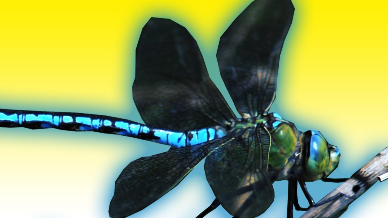 Dragonfly ACROBATICS in Slow Motion | The Travel Edit