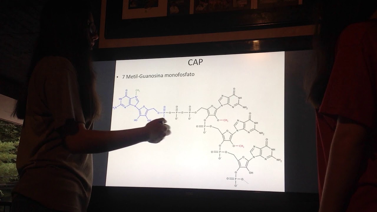 Transcripción RNA. Genética.