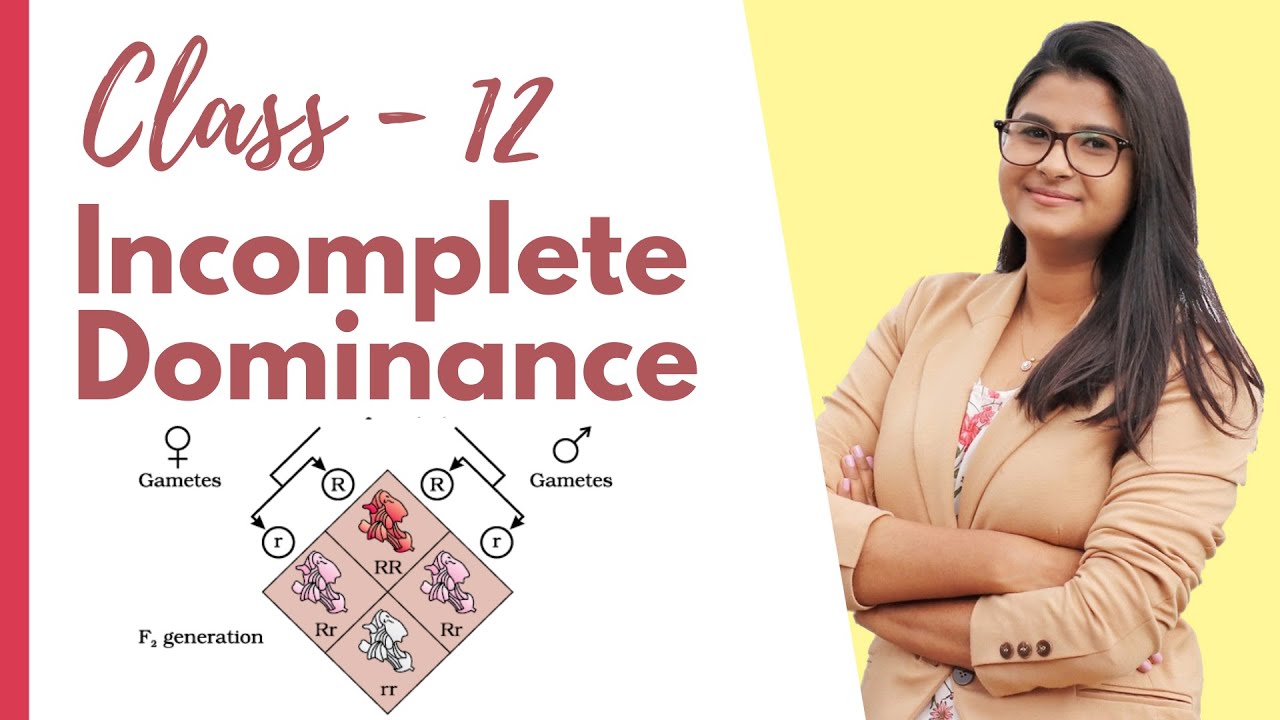Incomplete Dominance Explained (Easy !) || Class 12 || NCERT