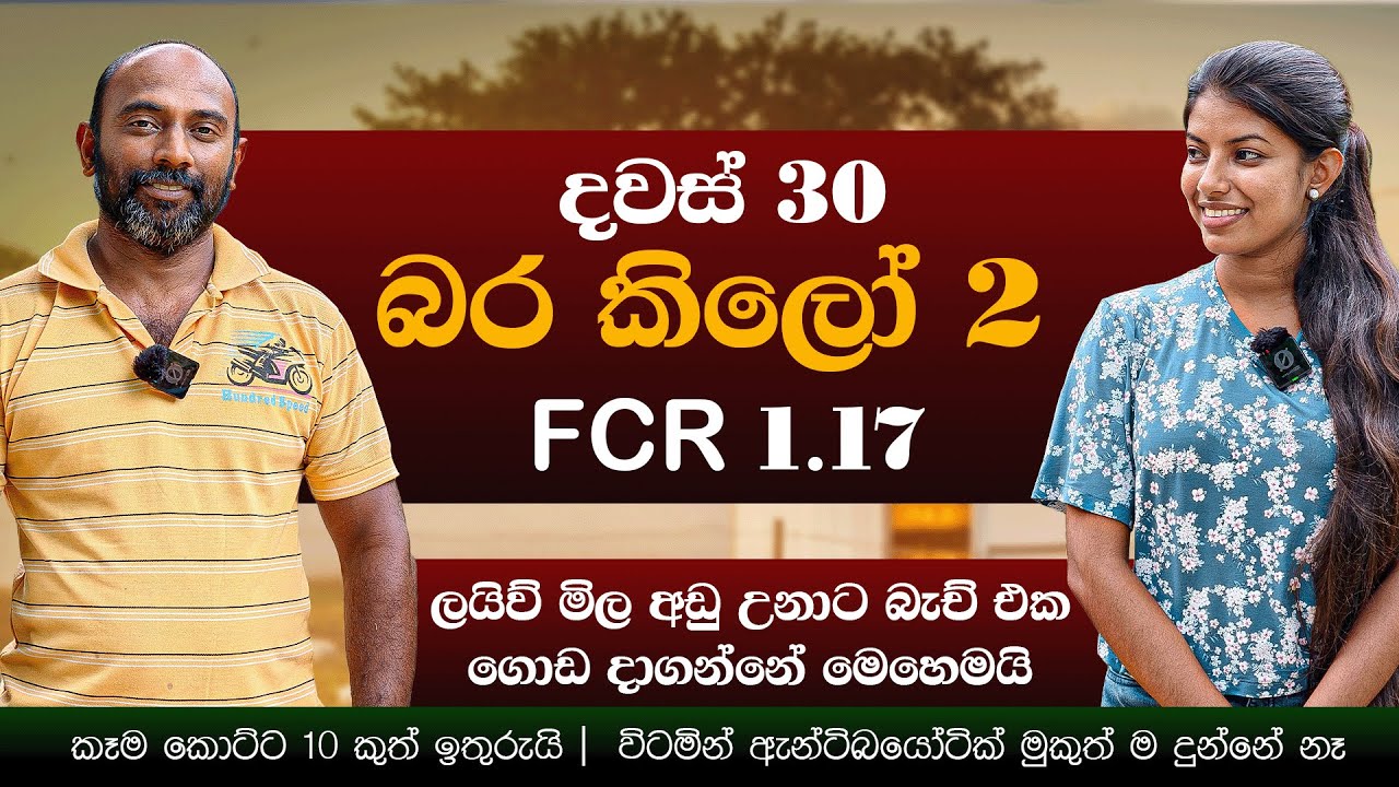 දවස් 30 බර කිලෝ  2 , කෑම කොට්ට 10ක් ඉතිරි | බ්‍රොයිලර් පාලනය | Milmolac | Farm Innovation Solutions