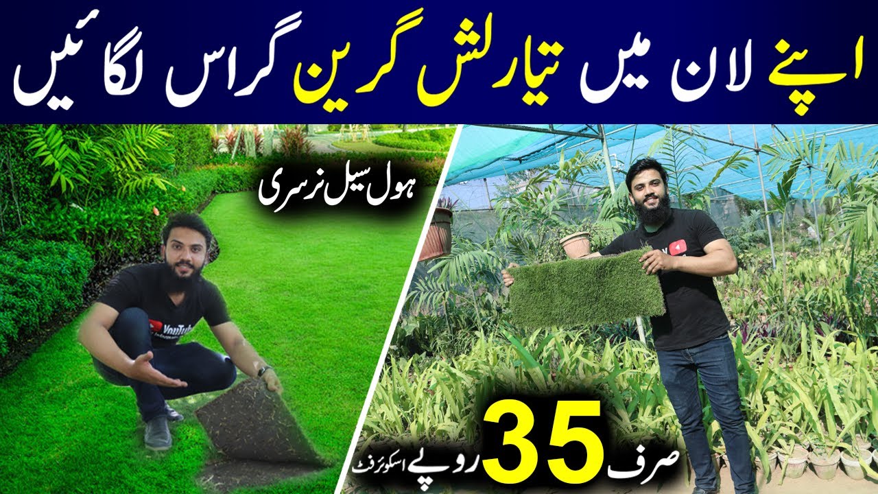 Carpet Grass in Low Price | Lawn Decoration | Korean Grass | Ameriacn Grass | Plant Nursery