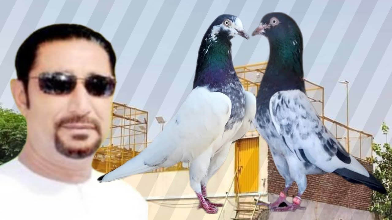 Ustad Jamal Fazil Of UAE ki chat se pigeons