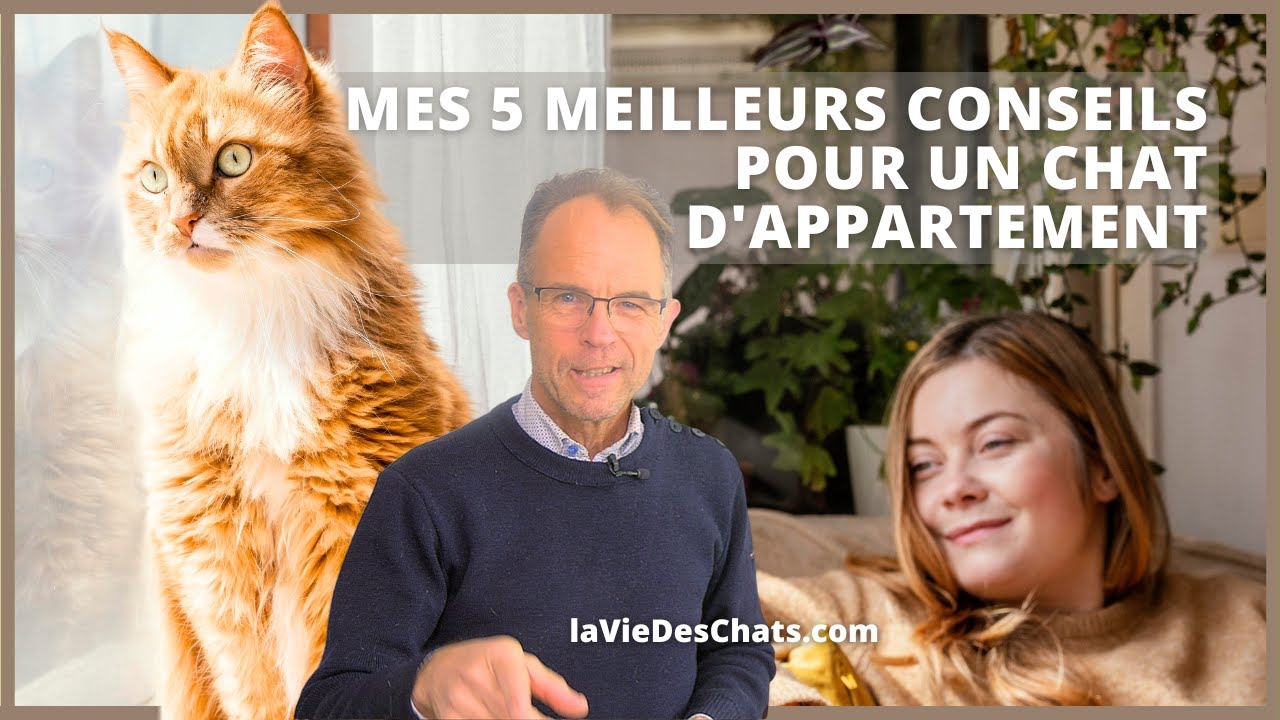 MES 5 MEILLEURS CONSEILS POUR UN CHAT D'APPARTEMENT