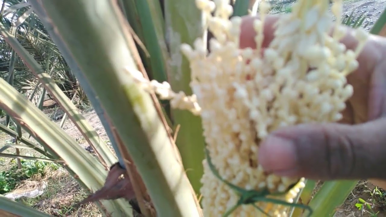 How to work in Madinah village khajoor garden| Ajwa dates Polenation Amazing trick@maqboolbhaivlogs