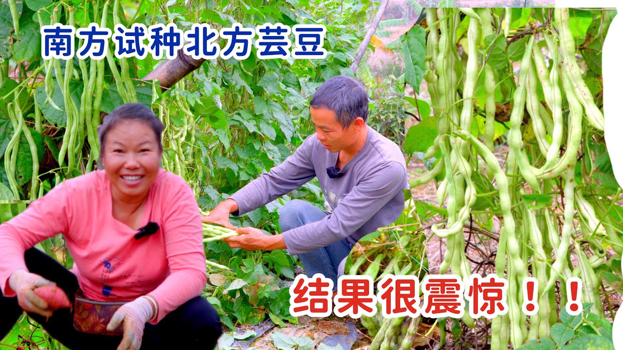 结果让人震惊，阿忠在南方试种北方芸豆，真是相见恨晚呀