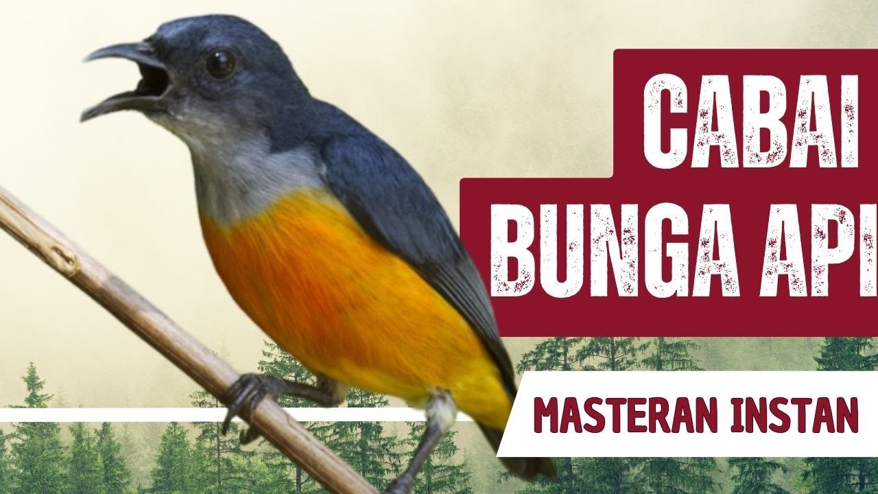 Masteran Cabai Bunga Api Gacor Full Isian