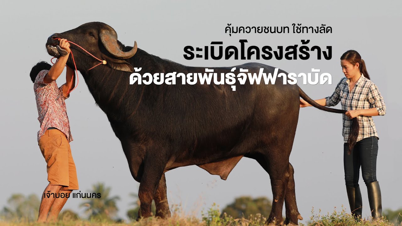 คุ้มควายชนบทใช้ทางลัด! ระเบิดโครงสร้างด้วยสายพันธุ์จัฟฟาราบัด