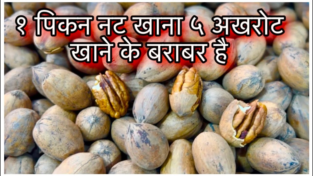 Buy Pecan Nuts From New Jandyal Dry Fruits Jammu | १ पिकन नट खाना ५ अखरोट खाने के बराबर है