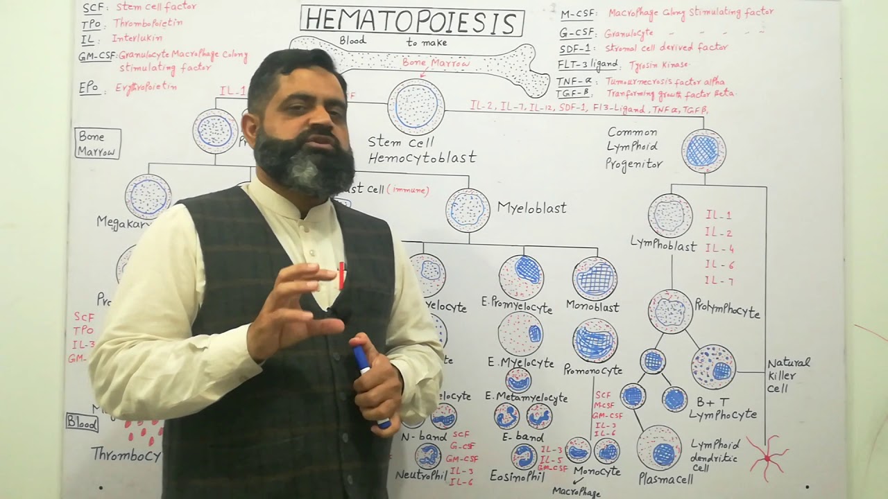 Hematopoiesis Urdu /Hindi medium @prof.masoodfuzail  | Erythropoiesis | Blood cells formation