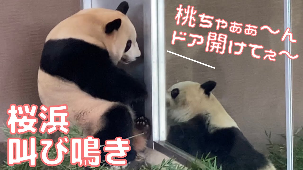 【衝撃】叫ぶように鳴く 桜浜!!心配そうな 桃浜【Today's panda sisters】🐼アドベンチャーワールド パンダ giantpanda