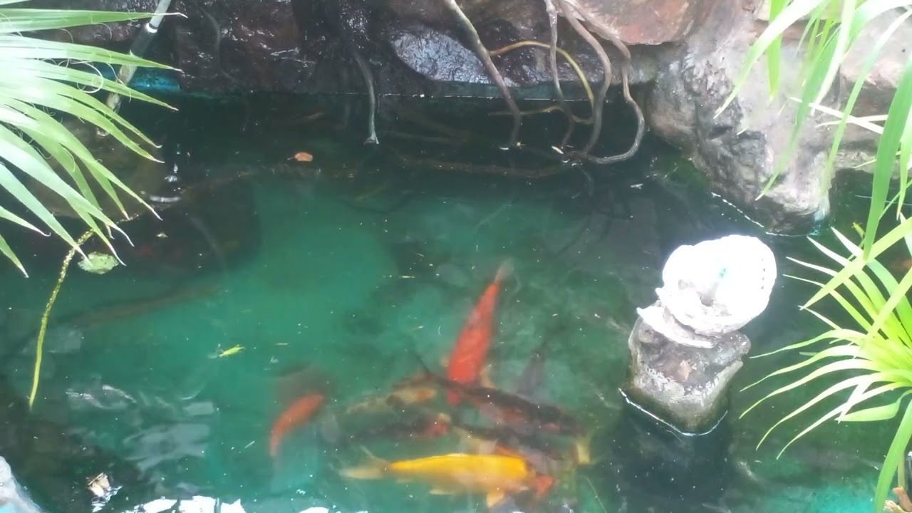 Koi fish feeding lettuce with tomato 