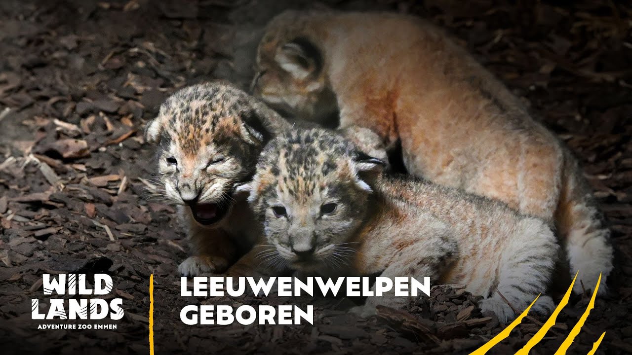 Leeuwenwelpjes geboren in WILDLANDS september 2024