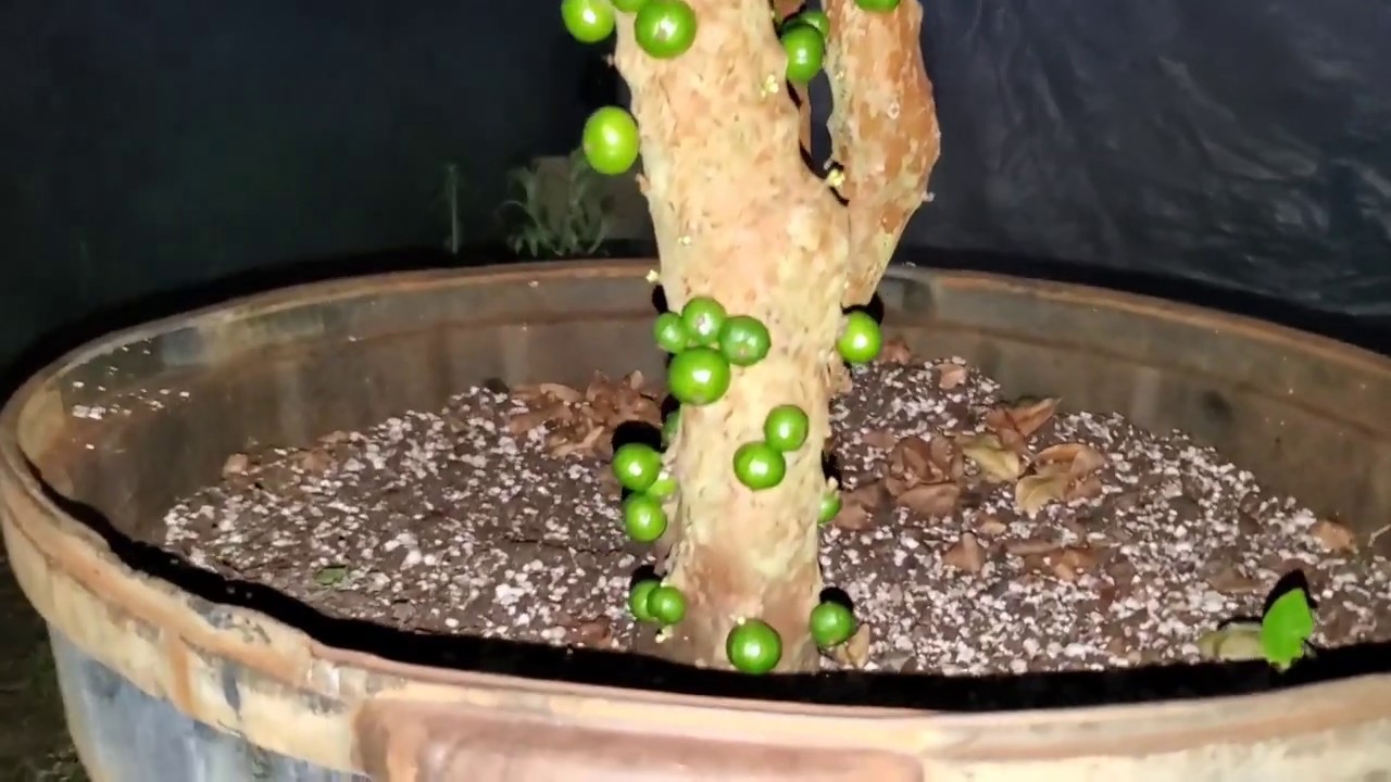Red Jaboticaba (Plinia cauliflora x aureana) hybrid 'Precoce', in a 25gal with Nice Crop!