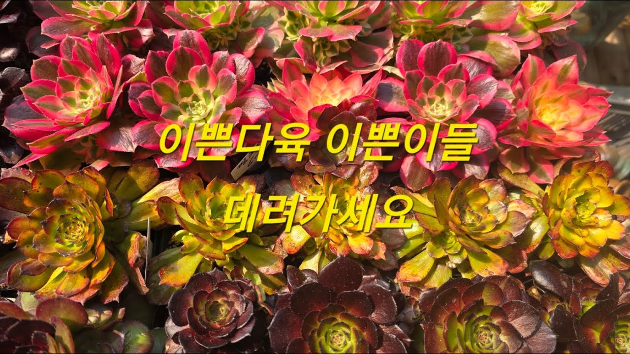 #원주이쁜다육#블금이예요 이쁜이들보러오세요~~^^스