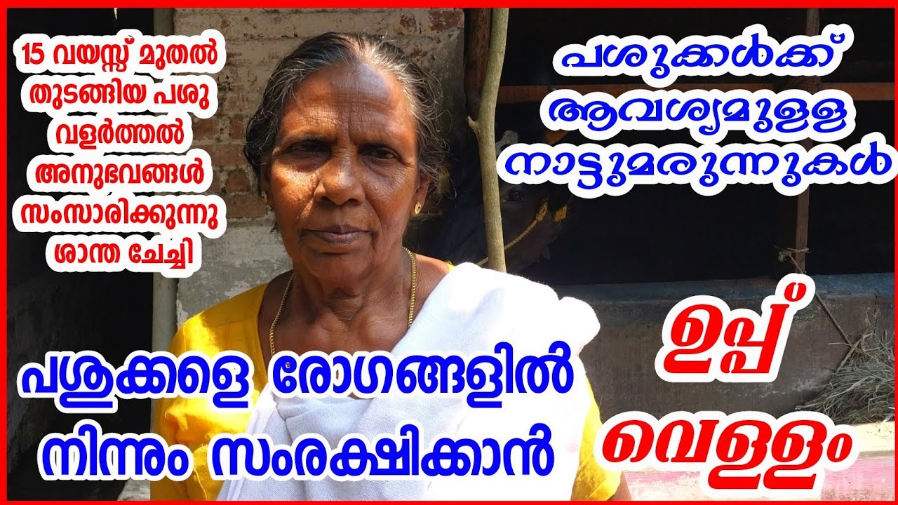 പശുക്കളെ രോഗങ്ങളിൽ നിന്നും സംരക്ഷിക്കാൻ ഉപ്പ് വെള്ളം #edapparambilfarms #cowfarming
