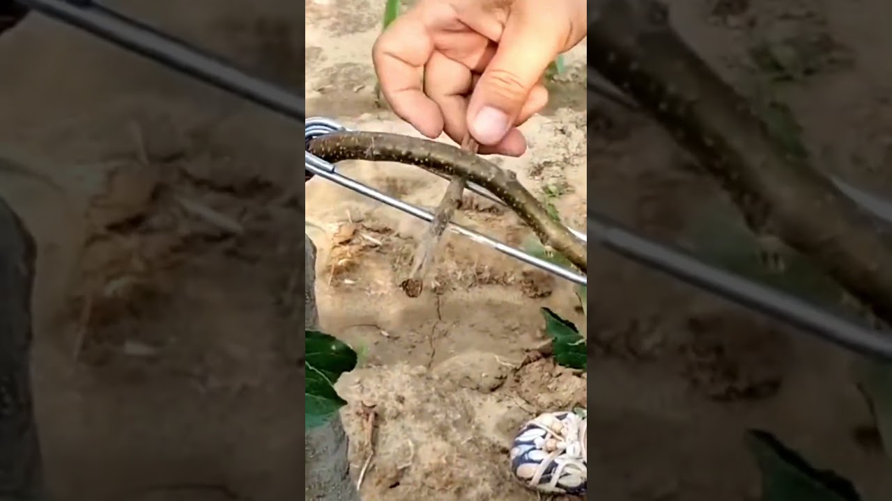 Fruit Branch Bending Tools  #satisfying #shortsvideo