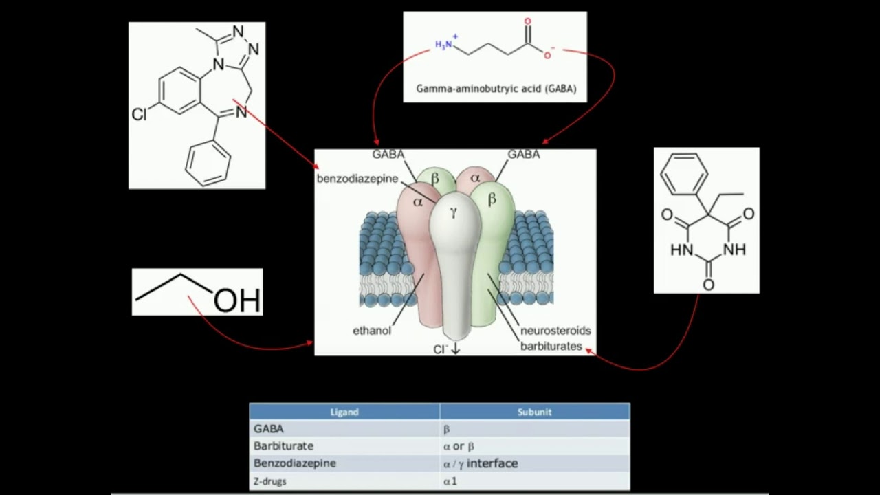 GABA Biosynthesis and Catabolism