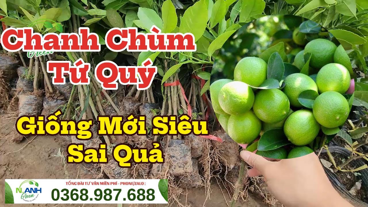 Giới Thiệu Cây Giống Chanh Chùm Tứ Quý Chuẩn Giống - Đảm Bảo Năng Suất Cao | SĐT: 0368.987.688.