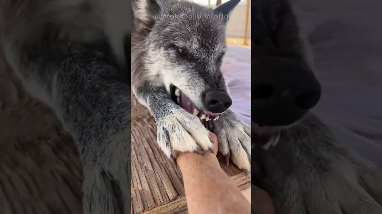 When You Try to Steal a Blanket From a Sleeping Wolf&hellip; Big Mistake #wolfpack #wolfdog #shorts