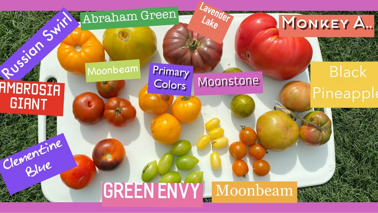 TOMATO TASTE Test/some really good ones/some really bad