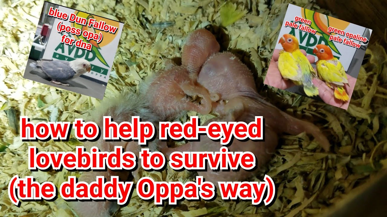 how to help red-eyed (VISUAL) INOs and FALLOWs love birds to survive