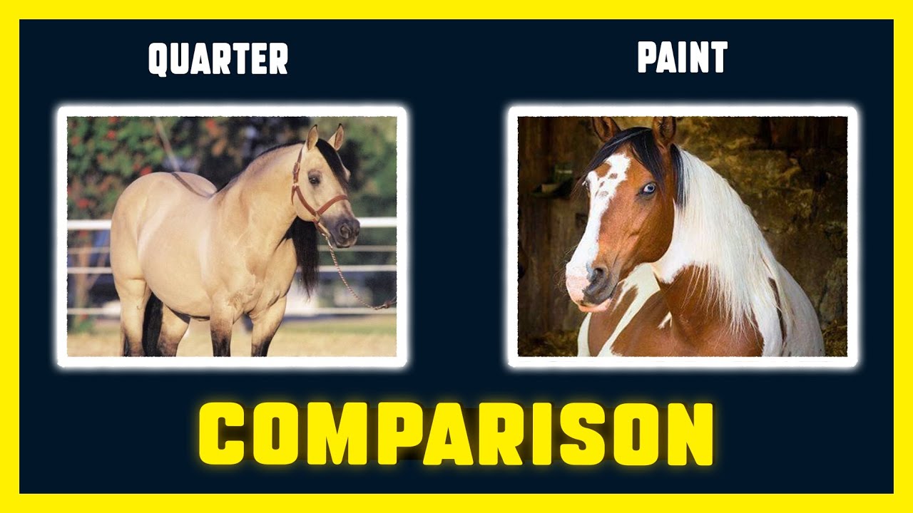 Quarter Horse  And  Paint Horse .
