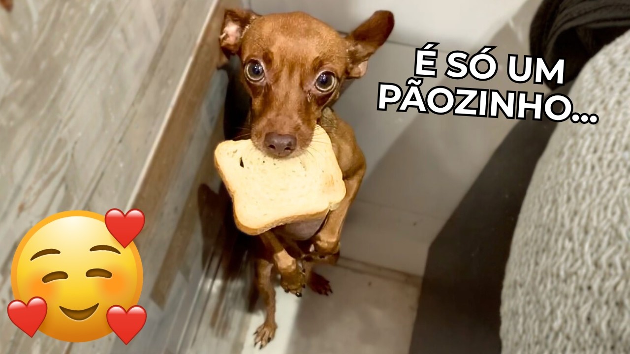 Quando os cachorros são pegos no flagra! ANIMAIS ENGRAÇADOS 2026 - #05