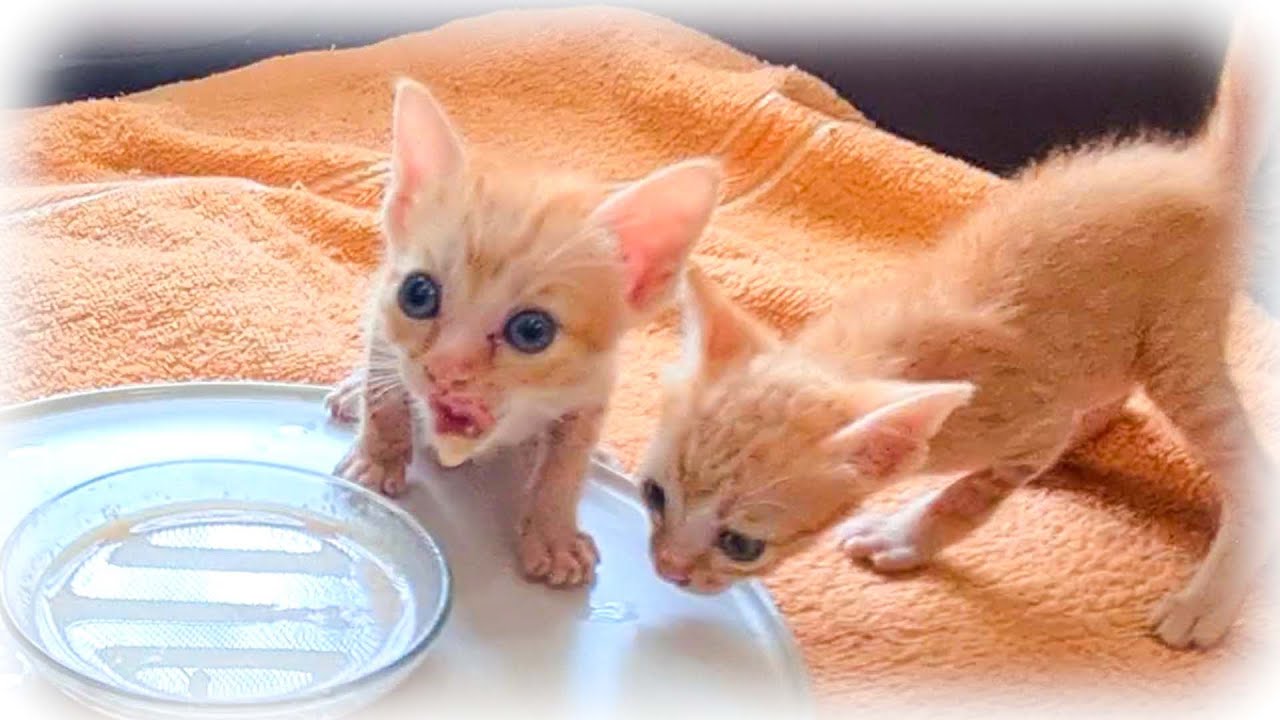 ある事をしたら進んでご飯を食べるようになった赤ちゃん子猫【子猫保護】