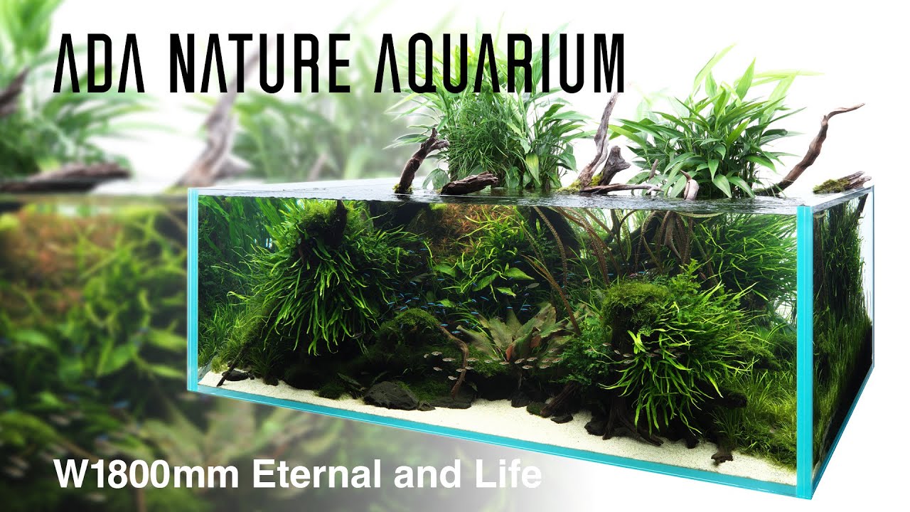 [ADAview] Eternal and Life／悠久と生命 - W1800mm Nature Aquarium Layout-【EN/JP Sub.】