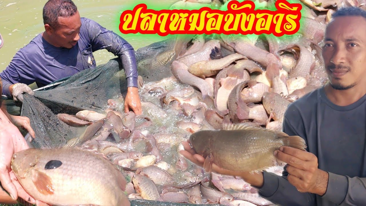 ปลาหมอบังอารี...ปลายักษ์ของแท้!!5ปีสู่ความสำเร็จ!!ผสมผสานมีกินมีใช้..ที่สำคัญรายได้ว้าวมาก!!