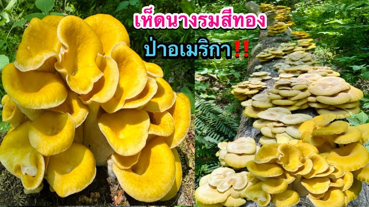 เก็บเห็ดนางรมสีทองล่าสุด 2023 Golden Oyster Mushrooms เห็ดเหลืองป่าอเมริกา มาดามเมียฝรั่งบ้านนอก