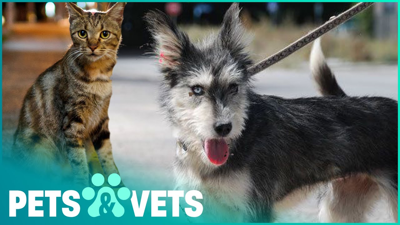 The Dog Who Rescues Injured Stray Cats | Dogs with Jobs