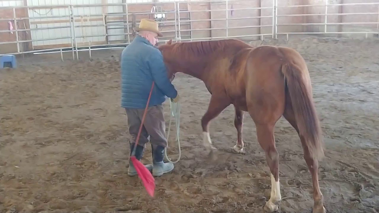 how to soften a horse