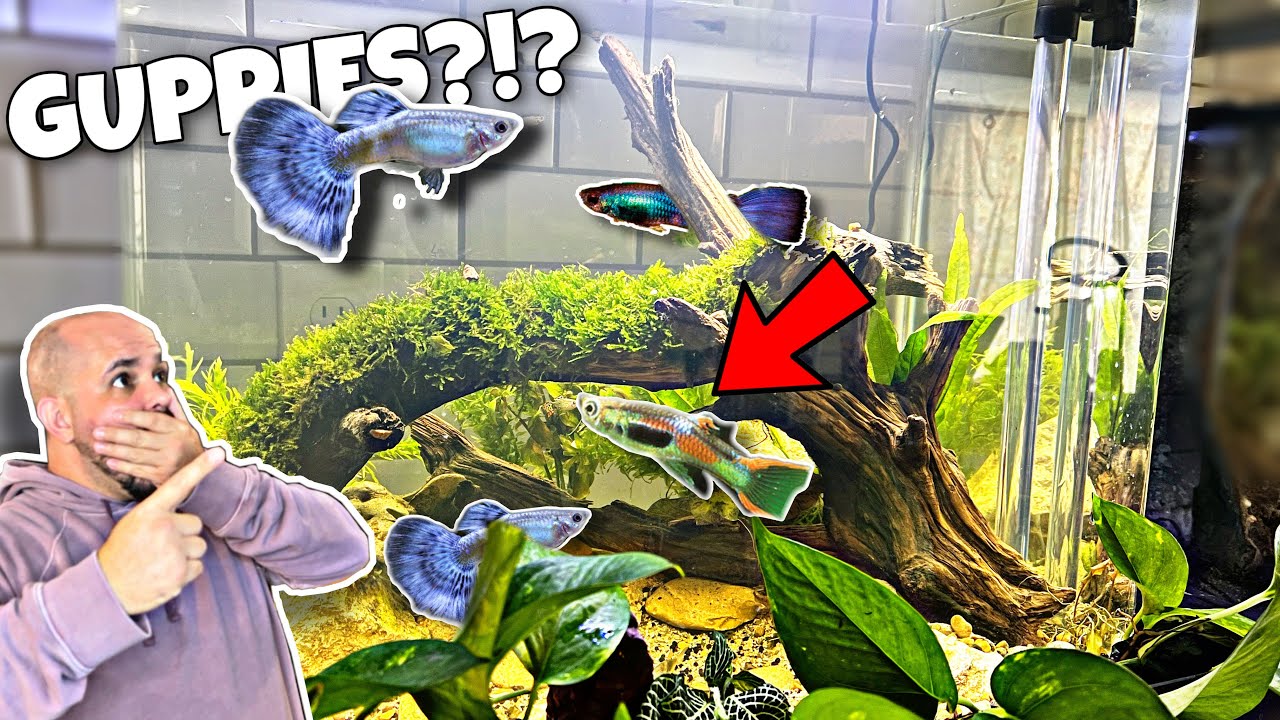 Guppies Get EPIC New Aquarium (Infinity Edge Waterfall)