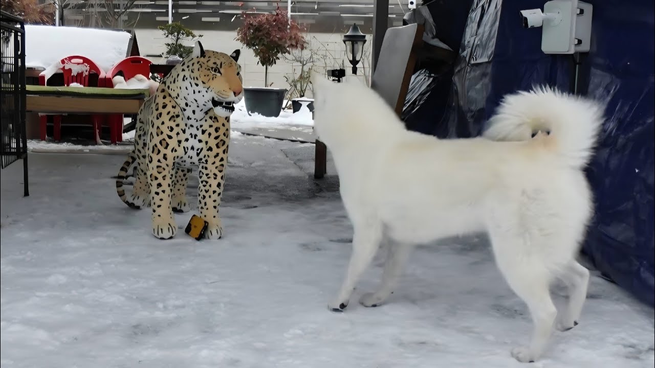눈오는날 마당에 표범이 서있다/진돗개들 반응? Jindo dog